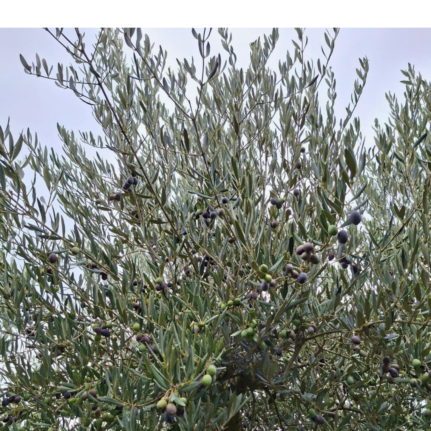 Huile d'olive Extra Vierge BIO "Bastoli"