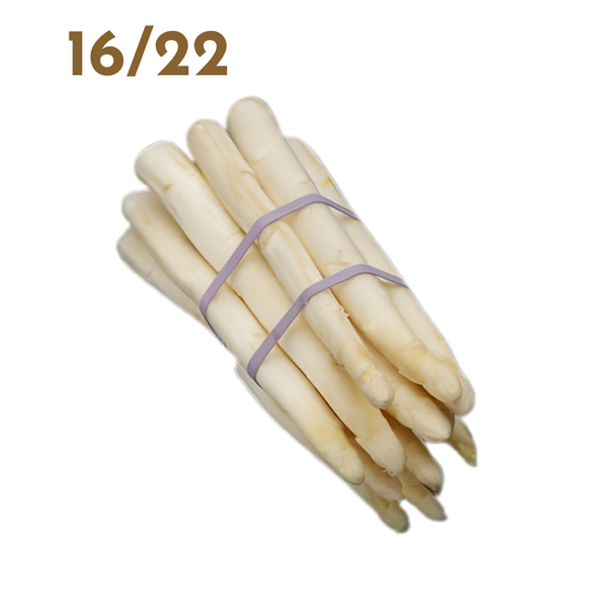 Asperges blanches Cat.1 - Botte 1kg - 16/22